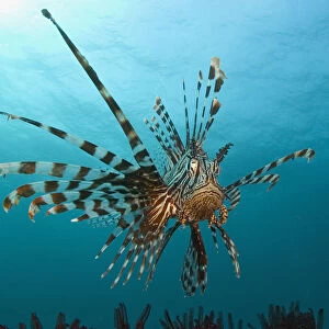 Indonesia, Lionfish (Pterois Volitans) Floating Peacefully Above The Reef