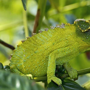 Jackson chameleon (trioceros jacksonii) hides in the coffee trees; Holualoa hawaii united states of america