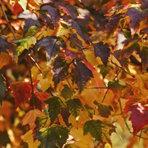 Japanese Maple Leaves In Autumn; Edmonton, Alberta, Canada