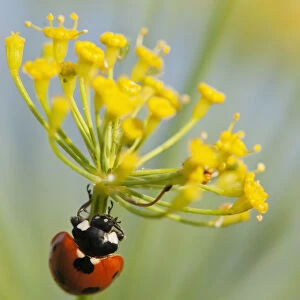 Ladybug On Dill Blossom; Astoria, Oregon, United States Of America