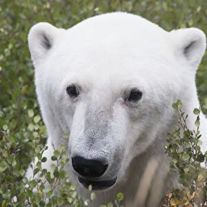 Large Male Polar Bear (Ursus Maritimus) Sitting In The Willow Bushes Near Churchill; Manitoba, Canada