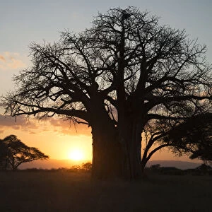 Leafless Baobab Tree At Sunset, Tarangire National Park; Tanzania