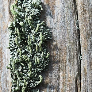 Lichen Grow On A Fence Post; Astoria, Oregon, United States Of America