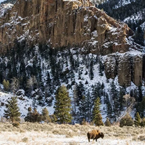 Lone American Bison (Bison Bison) Standing In Snowy Meadow With Rugged Cliffs In Background, Shoshone National Forest; Wyoming, United States Of America