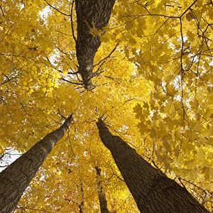 Low Angle View Of Golden Leaves On A Tree In Autumn; Brampton, Ontario, Canada