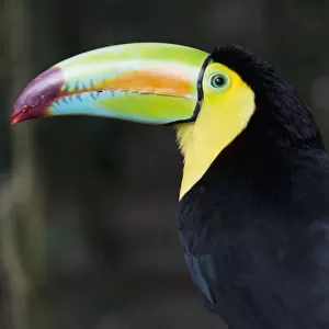 Macaw; Copan, Honduras