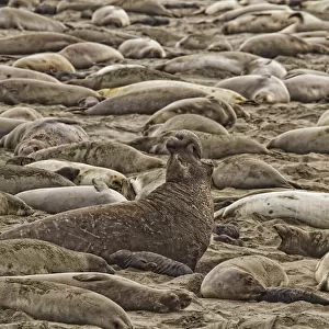 Male Elephant Seal Barking Amidst A Throng Of Female Elephant Seals At A Rookery