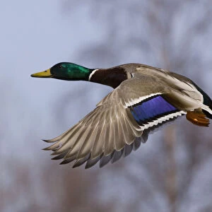 Male Mallard In Flight With Colorful Plummage, Anchorage, Southcentral Alaska, Spring
