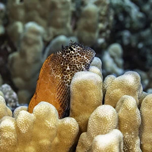 Male Shortbodied Blenny