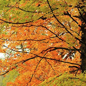 Maples Maple Branches Fall Foliage Beauty Tree Trunks