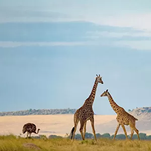 Masai giraffe, Giraffa camelopardalis tippelskirchii, and ostrich in the background in Serengeti National Park