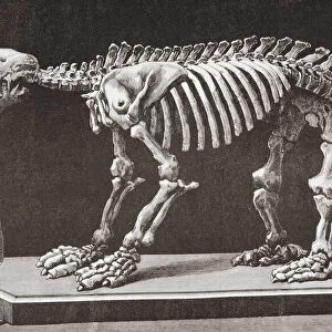 Megatherium americanum, Natural Sciences Museum, Madrid, seen here in the late 19th century. The first Megatherium discovered in Argentina in 1788 was the first prehistoric animal skeleton mounted in 1795. From La Ilustracion Espanola y Americana, published 1892