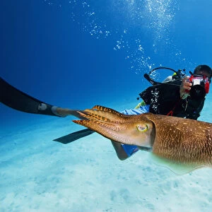 Micronesia, Diver With Camera Swims Near Common Cuttlefish; Palau