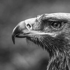 Monochrome close-up of golden eagle with catchlight