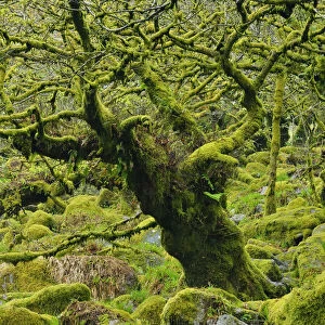 Mossy Oak Tree, Dartmoor National Park, Devon, England