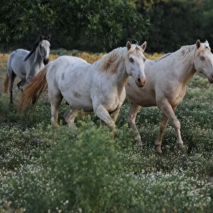 Mustang stallion in the Wild Horse Sanctuary, California, USA
