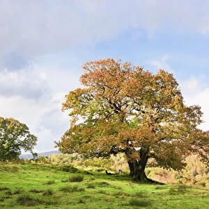 Oak Trees in Autumn, Lake District, Cumbria, England