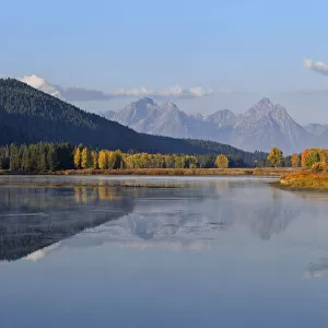 Oxbow Bend of Snake River with Mt Moran and American Aspens (Populus tremuloides) in Autum Foliage, Grand Teton National Park, Wyoming, USA