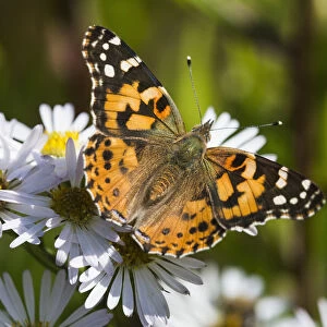 A Painted Lady (Cynthia) Butterfly Searches For Nectar In Aster Blossoms; Astoria, Oregon, United States Of America