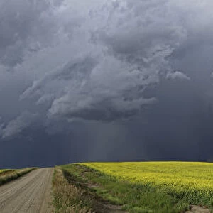 Panoramic Of Storm Clouds Gather Over A Sunlit Canola Field And Country Road; Alberta, Canada