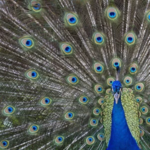 Peacock In Full Display Mode Attempting To Attract A Mate; Santa Cruz, Bolivia