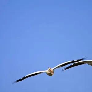 Two Pelicans In Flight