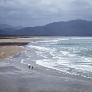 Two People Walking With Surfboards On The Beach In Inch On The Dingle Peninsula; County Kerry, Ireland