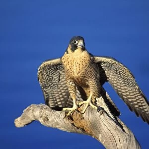 Peregrine Falcon On Perch