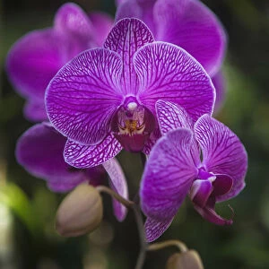 Phalaenopsis Orchids In Bloom; Kailua, Island Of Hawaii, Hawaii, United States Of America