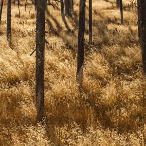 Pine trees in dry grass, also known as bobby sox trees, Yellowstone National Park, USA