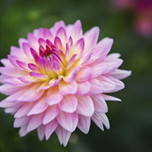 Pink Zinnia Flower; Fallston, Maryland, United States Of America