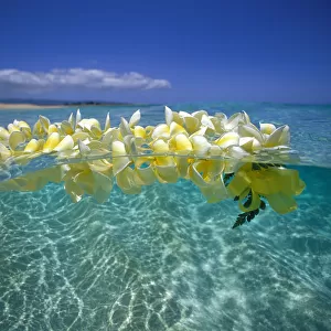 Over / Under Plumeria Lei Floating Ocean Surface Calm Turquoise Beach Distant Background Blue Sky With Clouds