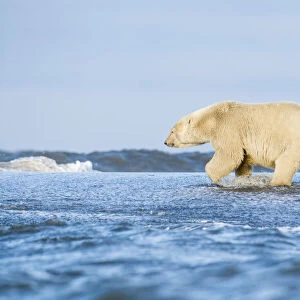 Polar Bear (Ursus maritimus) splashes through water in Arctic National Wildlife Refuge, Alaska, USA