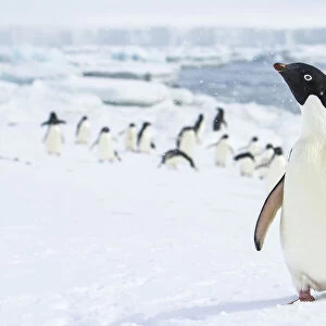 Portrait of an adelie penguin with its colony in the background