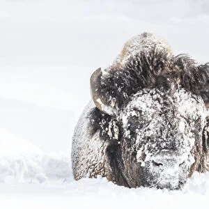 Portrait of a snow-covered Bison in Yellowstone National Park, USA