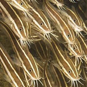 Puerto Galera, Philippines, Southeast Asia; Striped Catfish (Plotosus Lineatus)