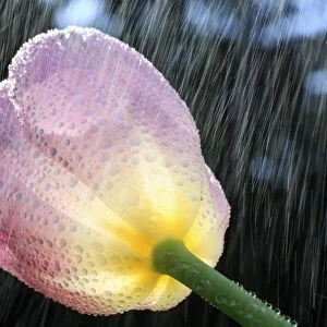Rain Falling On A Tulip