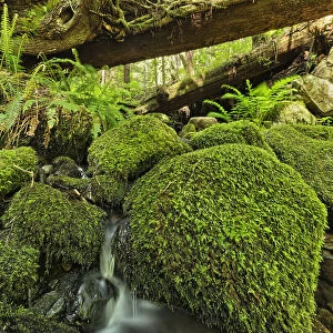 Rainforest In Avatar Grove Near Tofino; British Columbia, Canada