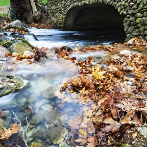 River Flowing Under Stone Bridge With Floating Autumn Coloured Leaves; Naoussa, Greece