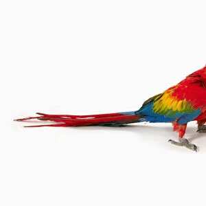 A scarlet macaw parrot on white background