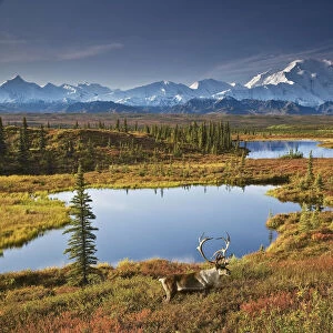 Scenic Of Bull Caribou And Tundra Pond With The Northside Of Mt. Mckinley In The Background, Fall Colors And Denali In The Background, Denali National Park And Preserve, Alaska, Fall, Composite