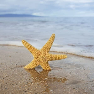 Sea Star On Beach; Maui, Hawaii, United States Of America