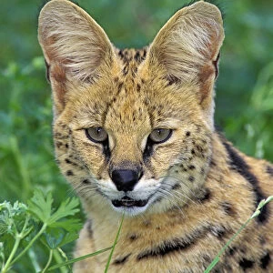 Serval. Huge Ears Act As Dish Antennae To Locate Prey. Africa. Felis Leptailurus Serval