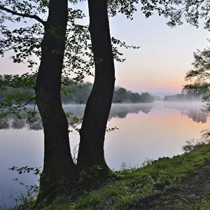 Shore with Trees at River Main in the Dawn, Spring, Dorfprozelten, Spessart, Franconia, Bavaria, Germany