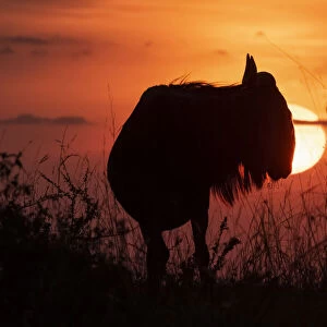 Silhouette of blue wildebeest against setting sun