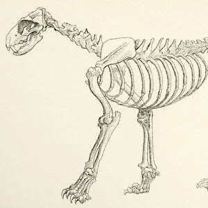 Skeleton Of A Lion, Panthera Leo. From The National Encyclopaedia, Published C. 1890