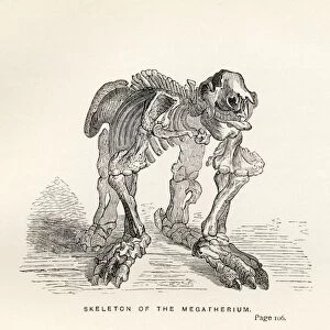 Skeleton Of The Megatherium From The Book Journal Of Researches By Charles Darwin Also Known As Darwins Journal Of A Voyage Around The World Published 1890