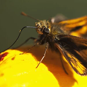 A Skipper Butterfly (Hesperiidae) Visits A Flower; Astoria, Oregon, United States Of America