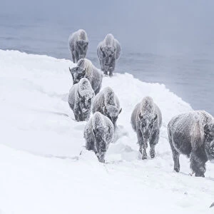 Snow covered American bison walking along the shore of Firehole River in winter, YNP, Wyoming, USA