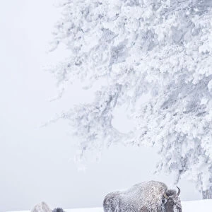 Snow-covered Bison standing in a field in the morning fog in winter, Yellowstone National Park, USA